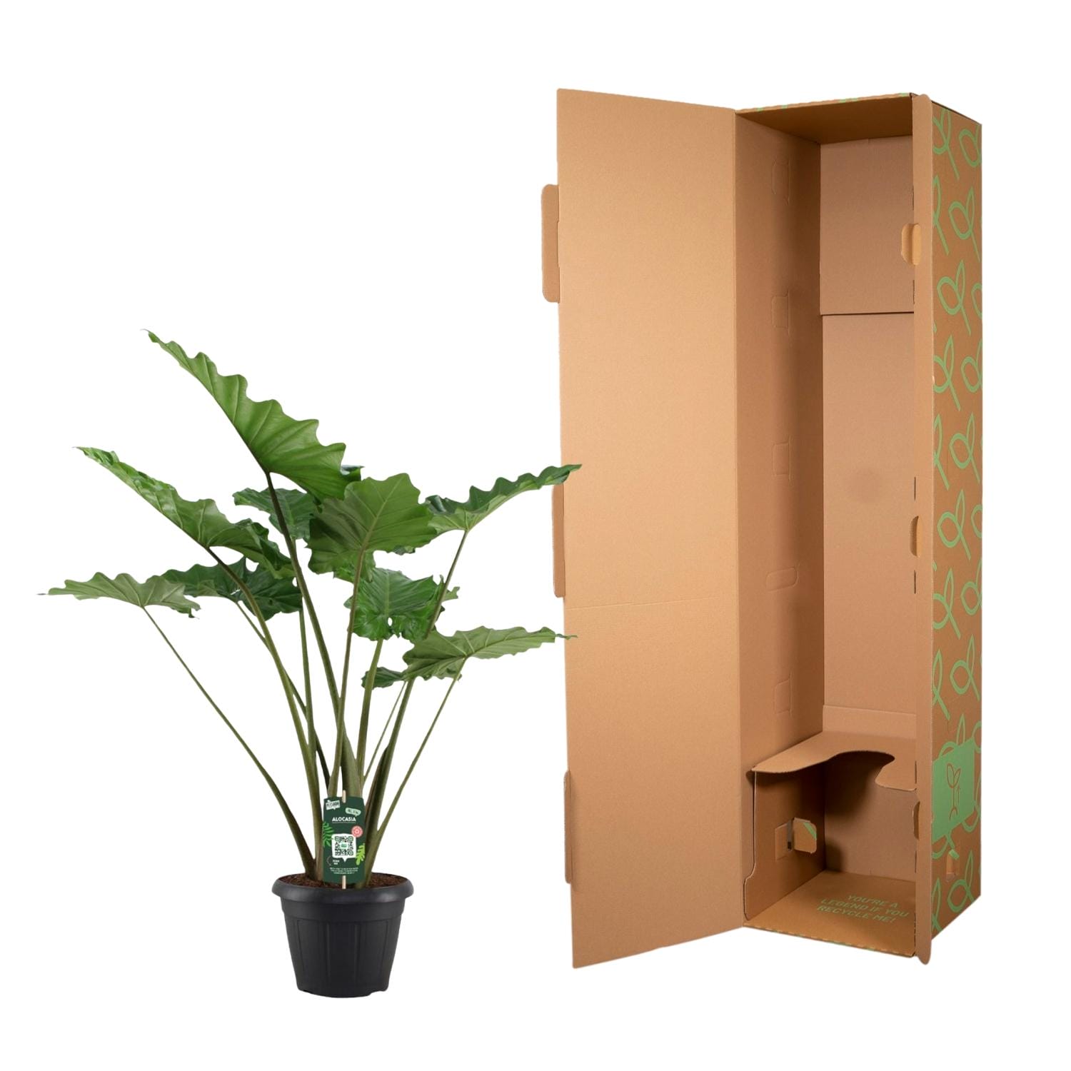 Alocasia Portodora - 140 Cm - Ø34Cm - Afbeelding 3