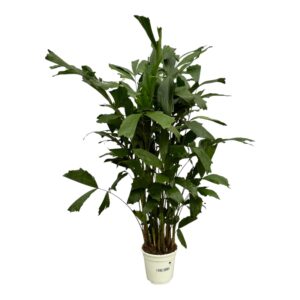 Caryota Mitis – Visgraatpalm – tropische palm met uniek visgraatblad – ±110 cm