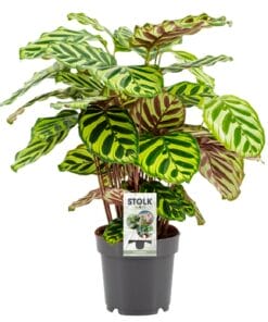 Calathea Makoyana - Ø14Cm - ↕45Cm