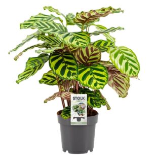 Calathea Makoyana – opvallend getekend tropisch blad – ±14 cm