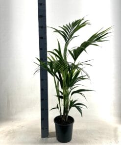Kentia - P21 H110 - 5Pp - Ecoline (Howea Forsteriana - Ø21Cm - ↕110Cm