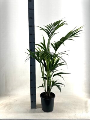 Kentia palm (Howea forsteriana) – luchtige tropische kamerpalm – ±21 cm