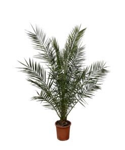 Phoenix Canariensis - 180 Cm - Ø24Cm