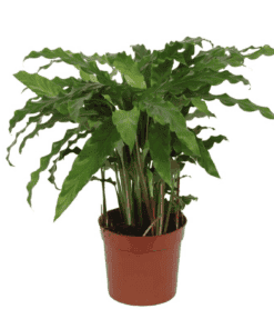 Calathea Bluegrass - 35 Cm - Ø12Cm