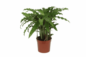 Calathea Bluegrass – blauwgroen blad met paarse onderzijde – ±35 cm