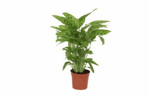 Calathea Leopardina – kamerplant met opvallend gevlekt blad – ±35 cm