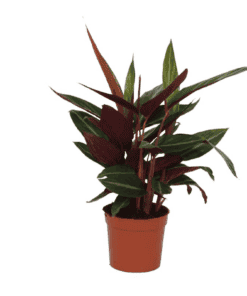 Calathea Stripestar - 40 Cm - Ø12Cm