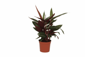 Calathea Stripestar – kamerplant met opvallend gestreept blad – ±40 cm