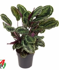 Calathea Medallion - 80 Cm - Ø24Cm