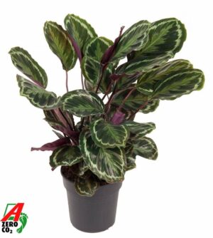 Calathea Medallion – grote kamerplant met opvallend bladpatroon – ±80 cm