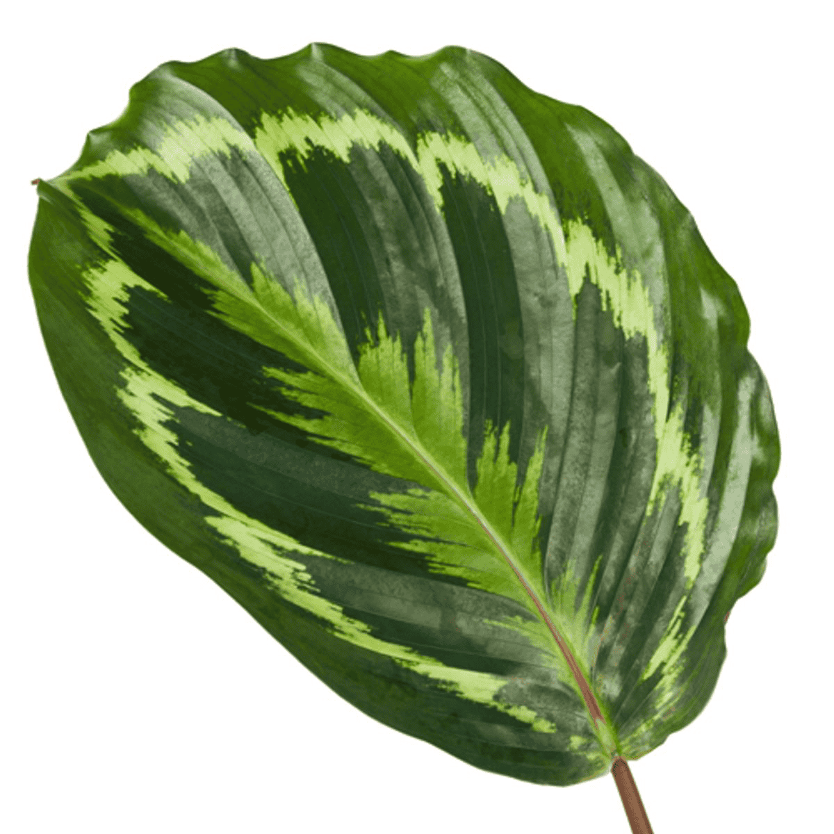 Calathea Medallion - 80 Cm - Ø24Cm - Afbeelding 2