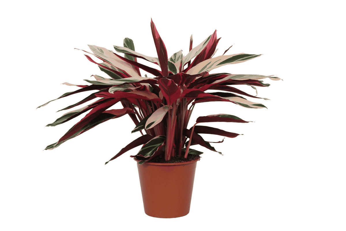 Calathea Triostar (Stromanthe) - 70 Cm - Ø19Cm