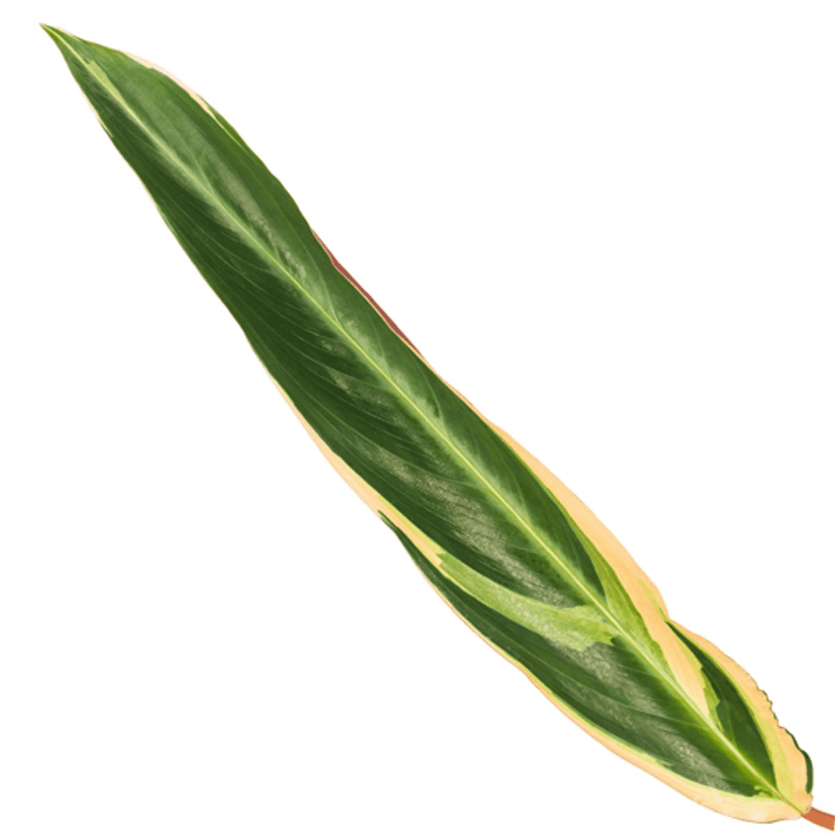 Calathea Triostar (Stromanthe) - 70 Cm - Ø19Cm - Afbeelding 2