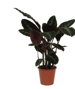 Calathea Warscewiczii - 100 Cm - Ø21Cm