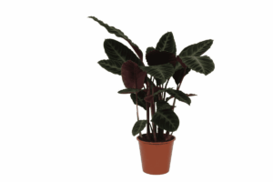 Calathea Warscewiczii – grote fluwelen bladeren met opvallend patroon – ±100 cm