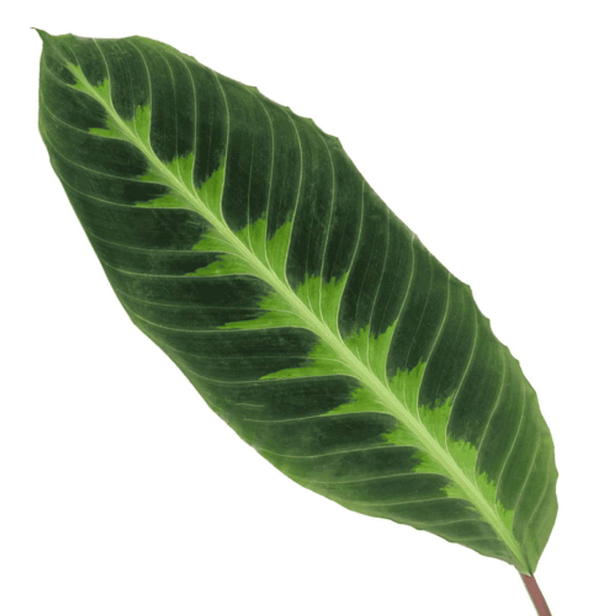 Calathea Warscewiczii - 100 Cm - Ø21Cm - Afbeelding 2