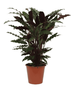 Calathea Wavestar - 80 Cm - Ø19Cm