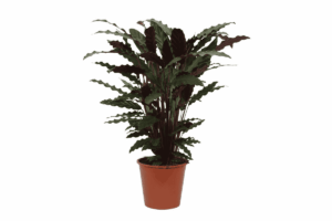 Calathea Wavestar – golvende bladeren met opvallend patroon – ±80 cm