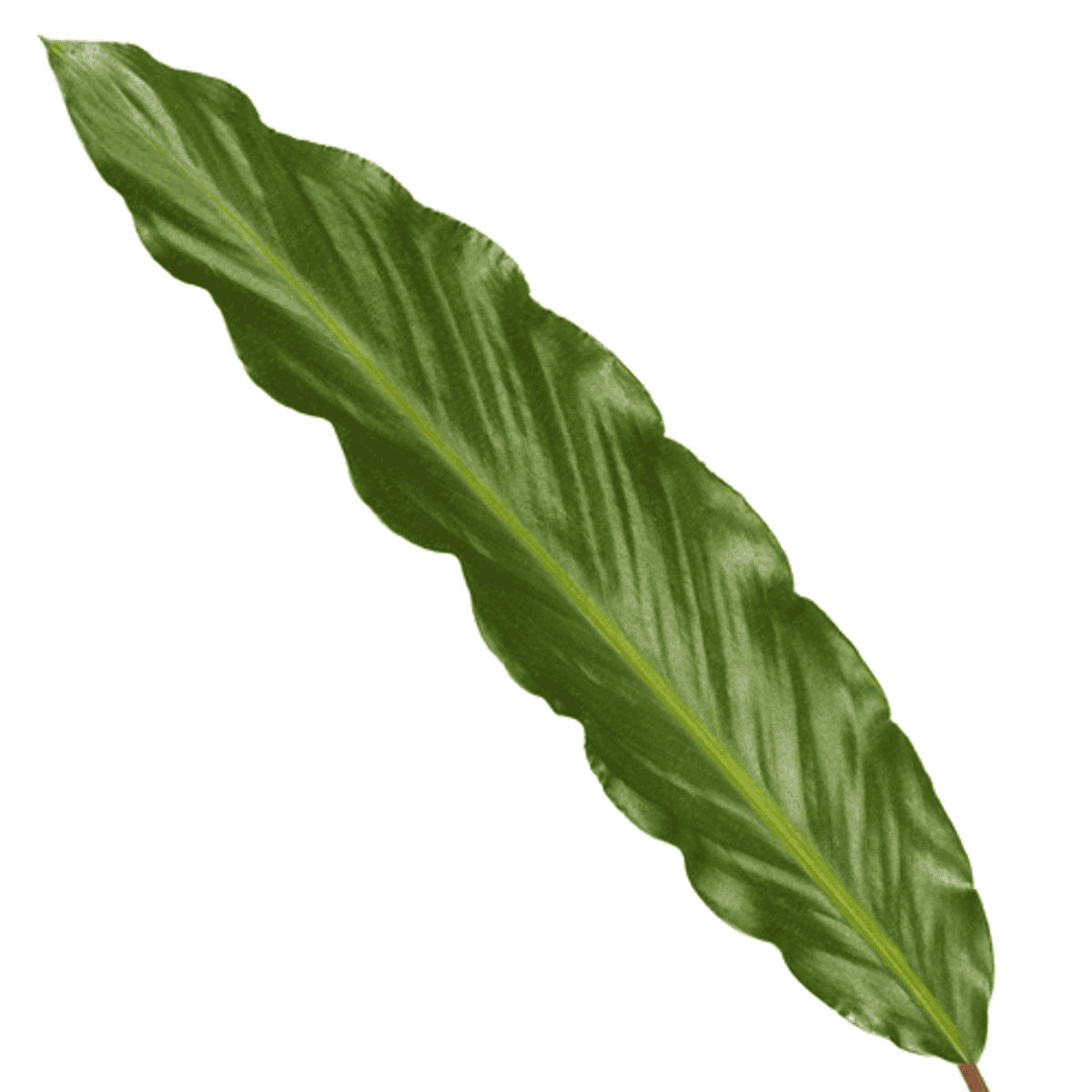 Calathea Wavestar - 80 Cm - Ø19Cm - Afbeelding 2