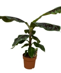 Musa - 80 Cm - Ø21Cm