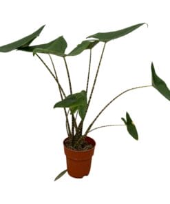 Alocasia Zebrina - 80 Cm - Ø21Cm