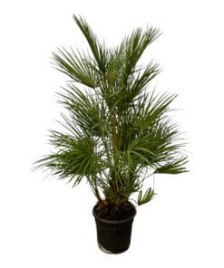 Chamaerops Humilis - 130 Cm - Ø24Cm