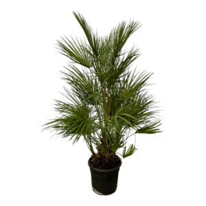 Dwergpalm (Chamaerops humilis) – indrukwekkende kamerpalm op stam – ±130 cm