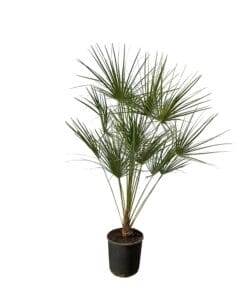 Chamaerops Humilis Op Stam - 160 Cm - Ø24Cm
