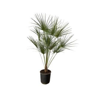 Dwergpalm op stam (Chamaerops humilis) – indrukwekkende palmstam – ±160 cm