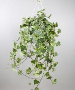 Hedera Helix Gold Child - Hang/Xxl - Ø24Cm - ↕Cm