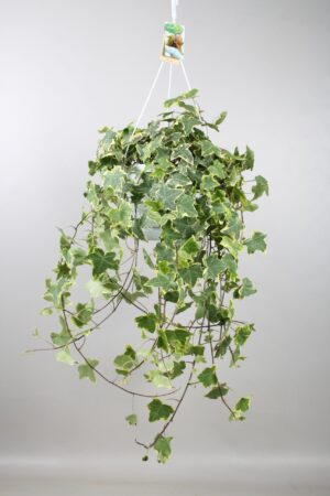 Hedera Helix 'Gold Child' – klimop hangplant – bonte – ±24 cm