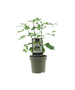 Ficus Precose De Dalmatie - Ø15Cm - ↕40Cm