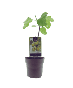 Ficus Panachee - Ø15Cm - ↕40Cm