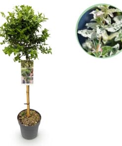 Tuinplant - Euonymus Fortunei Harlequin - Plant Op Stam - Bladhoudend - Pot 19Cm Hoogte 90Cm