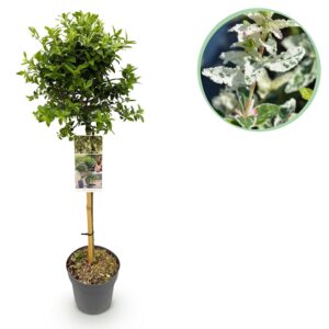 Euonymus op stam 'Harlequin' – bonte bladhoudende stamvorm voor pot – pot 19 cm, ±90 cm