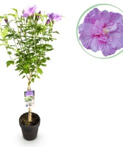 Tuinplant - Hibiscus Syriacus Lavendor Chiffon  - Plant Op Stam - Bladverliezend - Pot 19Cm Hoogte 90Cm