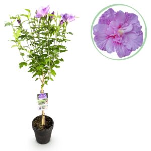Hibiscus op stam – bladverliezende stamvorm – pot 19 cm, ±90 cm
