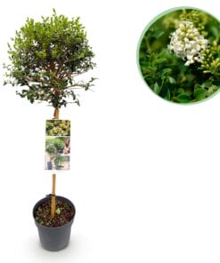 Tuinplant - Ligustrum Delavayanum - Plant Op Stam - Bladhoudend - Pot 19Cm Hoogte 90Cm