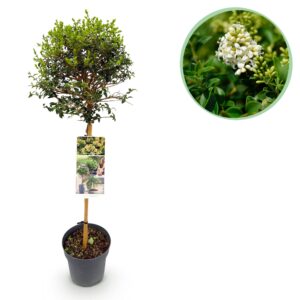 Ligustrum op stam – bladhoudende stamvorm voor terras of balkon – pot 19 cm, ±90 cm