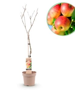Appelboom - Malus Domestica Jonagold - Geel Groene Appel - Pot 21Cm Hoogte 90Cm