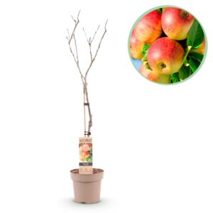 Appelboom Jonagold (Malus domestica 'Jonagold') – zoetzure tafelapppel – pot 21 cm, ±90 cm