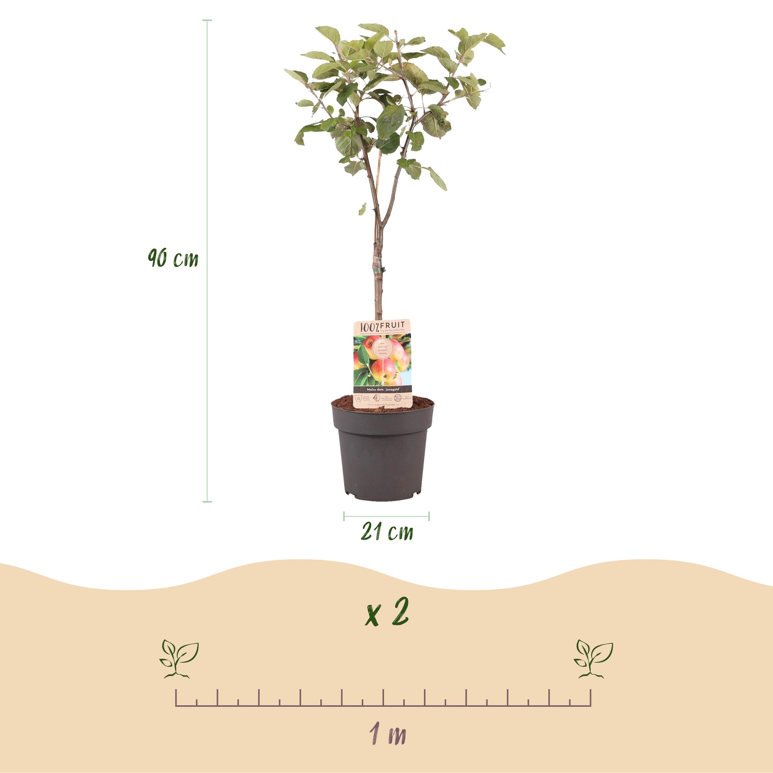 Appelboom - Malus Domestica Jonagold - Geel Groene Appel - Pot 21Cm Hoogte 90Cm - Afbeelding 3
