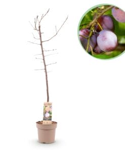 Pruimen Boom - Prunus Domestica Opal - Geel Rode Vrucht - Pot 21Cm Hoogte 90Cm