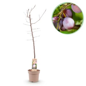 Pruimenboom Opal (Prunus domestica 'Opal') – zelfbestuivende – pot 21 cm, ±90 cm