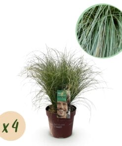 Siergrassen - Carex Comans Frosted Curls - Groen - 4 Planten - Bladhoudend - Pot 17Cm Hoogte 50Cm