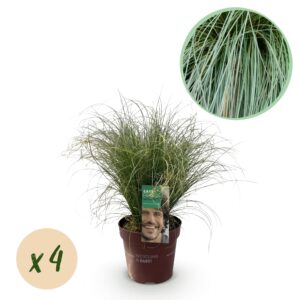 Carex 'Frosted Curls' – zilvergras – bladhoudend siergras – pot 17 cm, ±50 cm