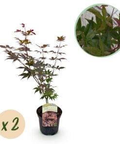 Japanse Esdoorn - Acer Palmatum Atropurpureum - Paars - 2 Planten - Bladverliezend - Pot 19Cm Hoogte 70Cm
