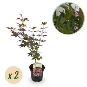 Japanse Esdoorn - Acer Palmatum Atropurpureum - Paars - 2 Planten - Bladverliezend - Pot 19Cm Hoogte 70Cm