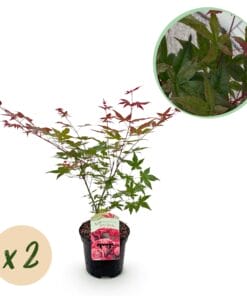 Japanse Esdoorn - Acer Palmatum Beni Maiko - Rood - 2 Planten - Bladverliezend - Pot 19Cm Hoogte 70Cm