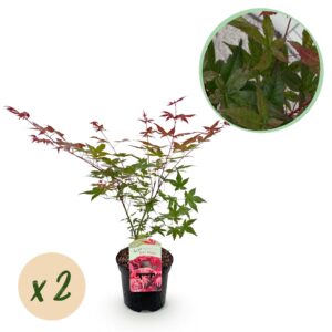 Japanse Esdoorn - Acer Palmatum Beni Maiko - Rood - 2 Planten - Bladverliezend - Pot 19Cm Hoogte 70Cm